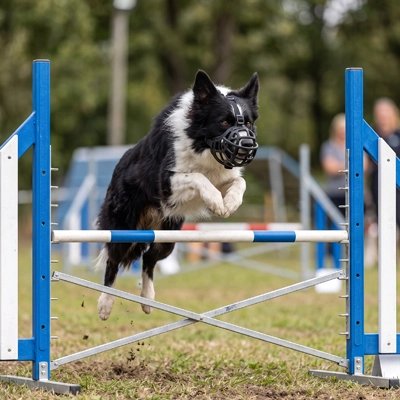 Muselière panier sur un chien noir et blanc franchissant un obstacle en extérieur