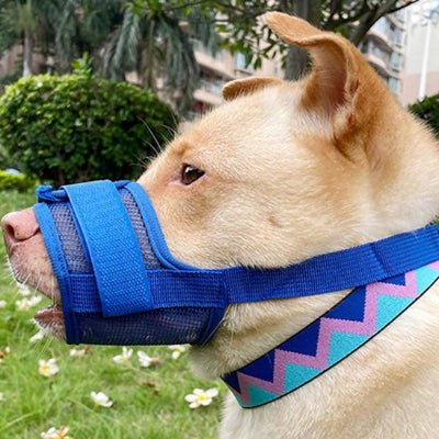 Muselière | SérénitéCanine™ bleu