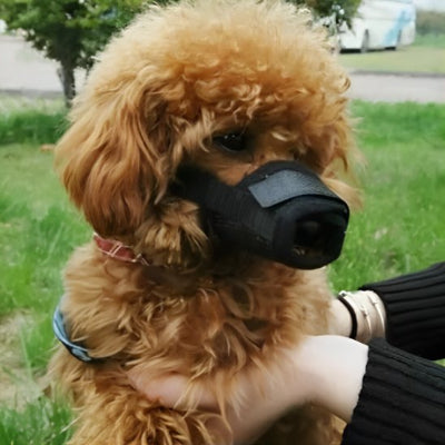 Muselière | SérénitéCanine™