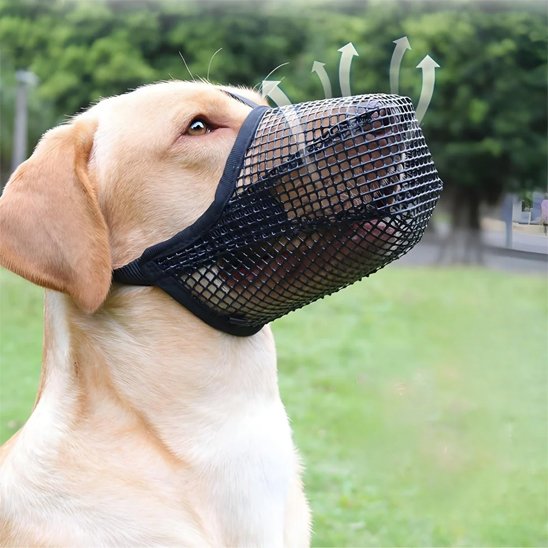 Muselière chien noire en maille – Labrador de profil en extérieur