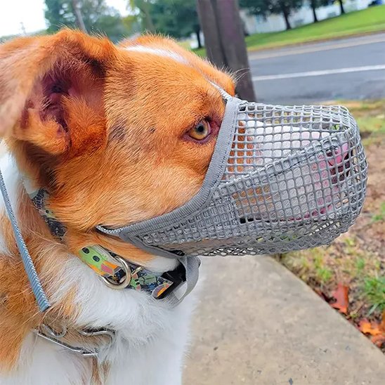 Muselière chien en maille grise – chien de race moyenne portant une muselière filet