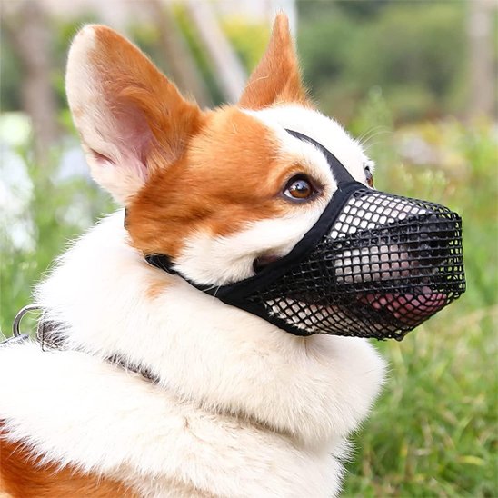 Muselière chien en maille respirante – Corgi portant une muselière filet noire dans un jardin