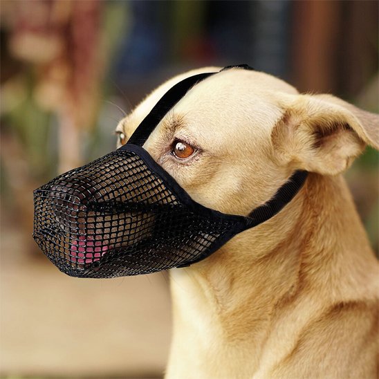 Gros plan muselière chien noire ajustable – chien de taille moyenne