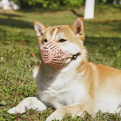 Muselière pour chien | SécuriMuseau™