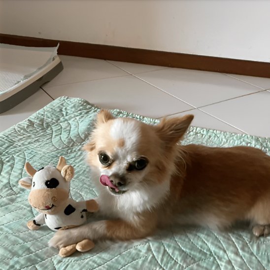 Peluche pour chien blanche et noire