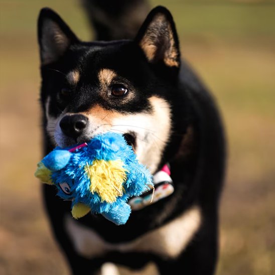 Shiba inu tenant une peluche pour chiens flottante et résistante bleue