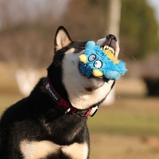 Peluche pour chiens flottante squeaker dans gueule chien Huskie