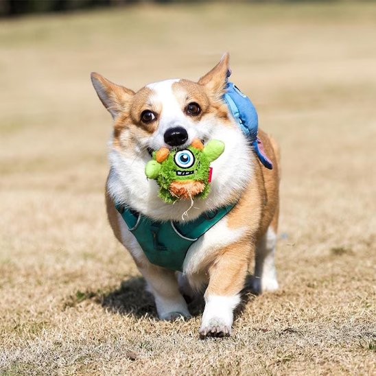 Corgi courant avec peluche pour chiens squeaker flottante verte