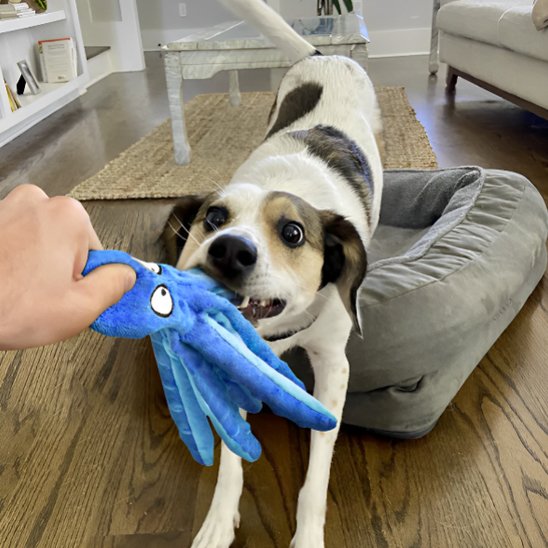 Peluches interactives chien nettoie les dents