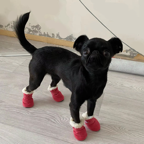 Petit chien avec Chaussure pour chien
