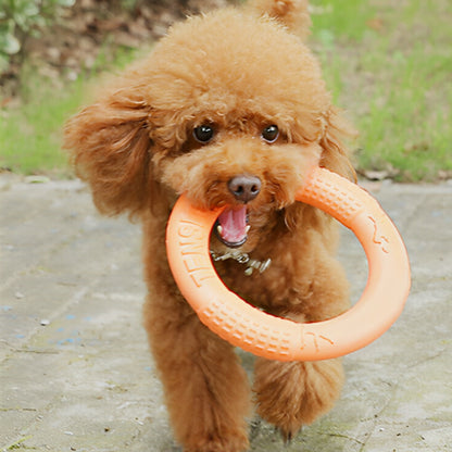 Petit chien avec jouet chien anneau flottant gueule