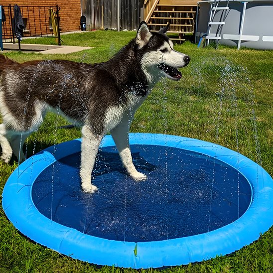 Piscine pour chien interractive
