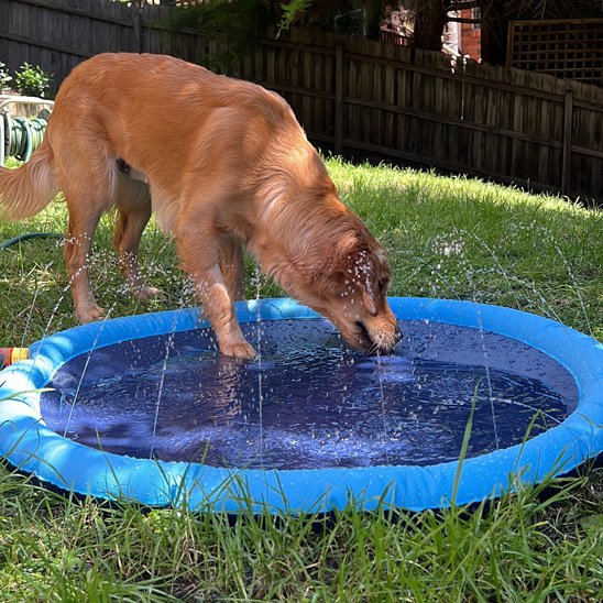Piscine pour chien à jets d'eau