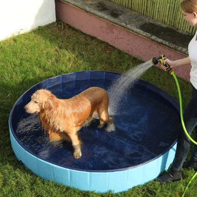Golden Retriever sortant d'une piscine pour chiens extérieure