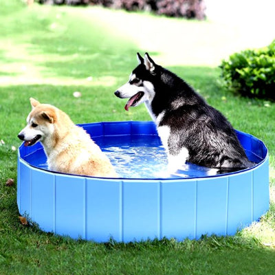 Deux chiens jouant dans une piscine pour chiens bleue en jardin