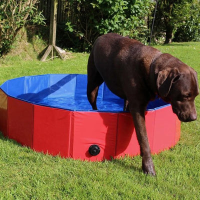 Labrador brun sortant d'une piscine pour chiens rouge et bleue