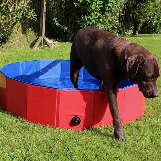 Piscine pour chiens rouge et bleue