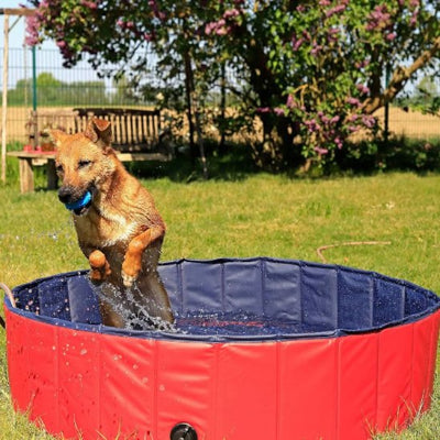 Chien saute dans une piscine pour chiens Wouf'Pool rouge