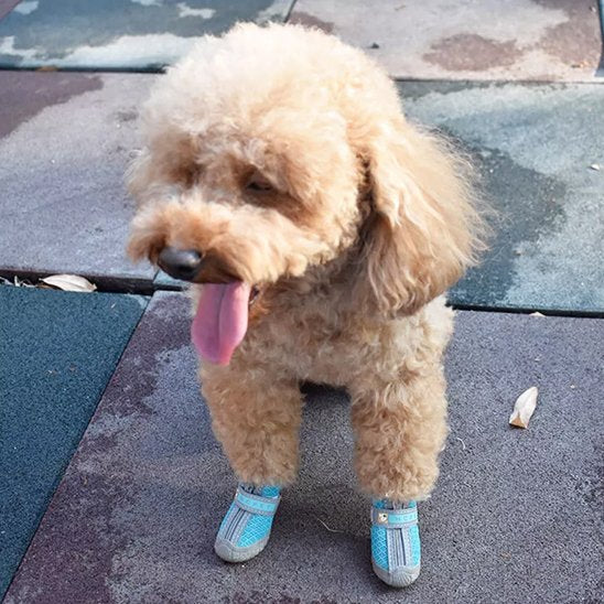 Chaussure chiens | CaninNature Ride™